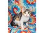 Adopt 6278 (Daphne) a Calico