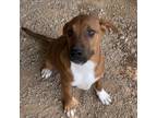Adopt Lulu J a Black Mouth Cur, Mixed Breed