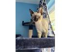 Adopt Viola bonded w/ Juliet a Siamese