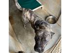 Adopt Honey a Presa Canario