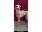Adopt Nevea a Poodle