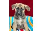 Adopt Jan a Shepherd, Pit Bull Terrier