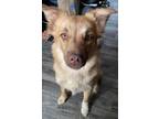 Adopt Kona a Mixed Breed