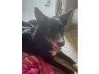 Adopt Darlin a Border Collie, Mixed Breed