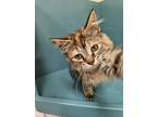 Adopt Jasmine a Domestic Long Hair, Domestic Short Hair