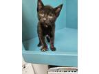 Adopt Messi a Domestic Short Hair