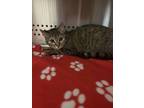 Adopt Jade a Domestic Short Hair