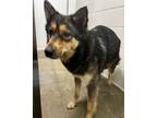 Adopt Bonnie a Shepherd, Border Collie