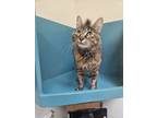 Adopt Sophia a Domestic Long Hair, Domestic Short Hair