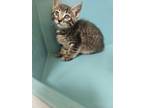 Adopt Jill a Domestic Short Hair