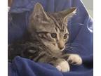 Adopt Pontoon a Domestic Short Hair