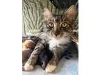 Adopt Brownie a Domestic Medium Hair, Domestic Short Hair