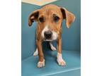 Adopt Nova a Pit Bull Terrier, Mixed Breed