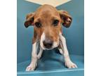 Adopt Honey a Pit Bull Terrier, Mixed Breed