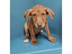 Adopt Maple a Pit Bull Terrier, Mixed Breed