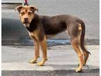 Adopt Bobbie a Mixed Breed