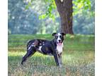 Adopt Delilah a Catahoula Leopard Dog, Labrador Retriever