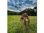 Adopt Biscotti a Pit Bull Terrier, Mixed Breed