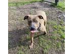 Adopt Coconut a Pit Bull Terrier, Mixed Breed