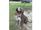 Adopt Suki (HW+) a Pit Bull Terrier, Mixed Breed