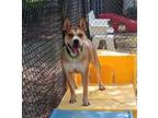 Adopt Kiawah a Terrier, Australian Cattle Dog / Blue Heeler