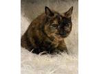 Adopt Ju Ju Bean a Domestic Short Hair