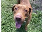 Adopt Cali (HW+) a Labrador Retriever, Shar-Pei