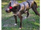 Adopt Tahiti a Whippet, Mixed Breed
