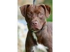 Adopt Sharona a Pit Bull Terrier
