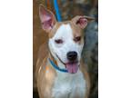 Adopt Honey Bee a Boxer