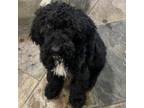Adopt Paloma a Standard Poodle
