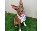 Adopt Cowgirl a Mixed Breed