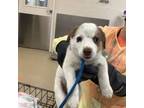 Adopt dog 6 a Australian Shepherd, Mixed Breed