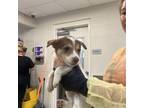 Adopt dog 1 a Australian Shepherd, Mixed Breed
