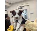 Adopt dog3 a Australian Shepherd, Mixed Breed