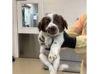 Adopt dog2 a Australian Shepherd, Mixed Breed