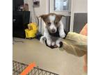 Adopt dog 4 a Australian Shepherd, Mixed Breed