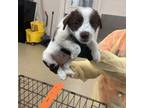 Adopt dog 5 a Australian Shepherd, Mixed Breed