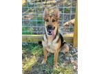Adopt Korra a German Shepherd Dog