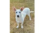Adopt Finnick a Labrador Retriever, Basset Hound