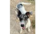 Adopt Flopsy a Catahoula Leopard Dog, Basset Hound