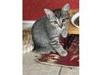 Adopt Maui Meowy a Tabby