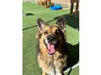 Adopt Roxie a German Shepherd Dog, Husky