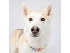 Adopt Brandy a Husky