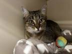 Adopt Remi a Domestic Short Hair