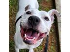 Adopt Pixie a American Staffordshire Terrier