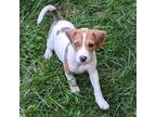 Adopt Caramel a Beagle