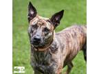 Adopt Penny a Dutch Shepherd
