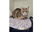 Adopt Sasha a Domestic Short Hair