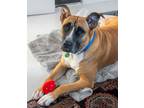 Adopt Moonchild a Mixed Breed, German Shepherd Dog